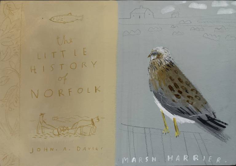 Marsh Harrier - Janine Burrows