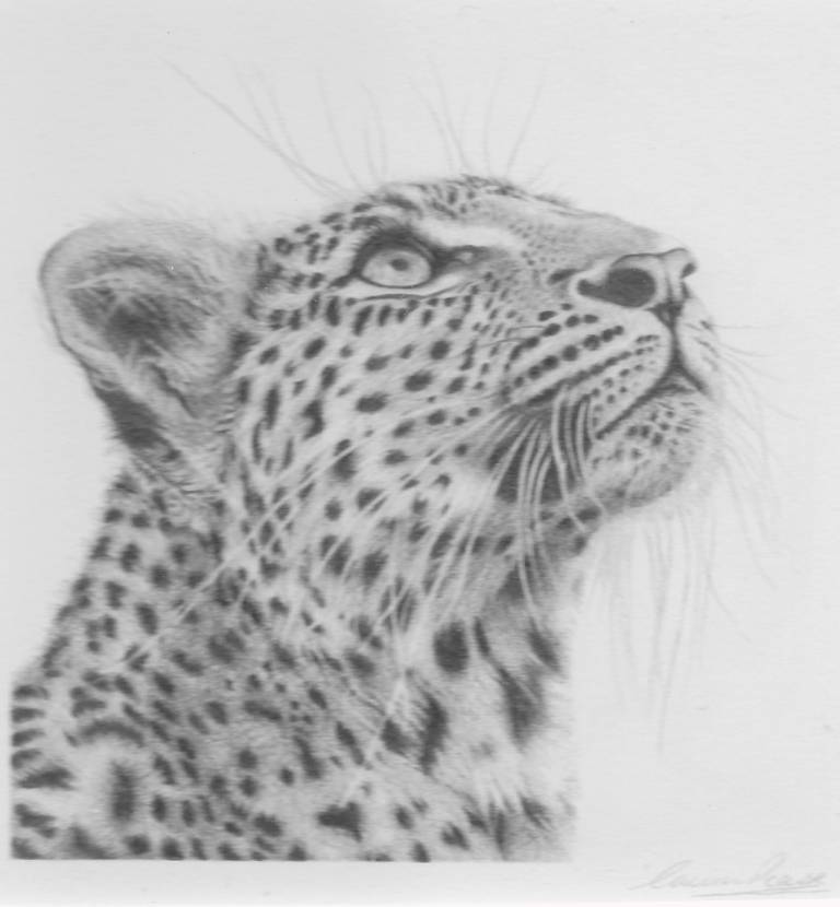 Leopard - Laura Pearse
