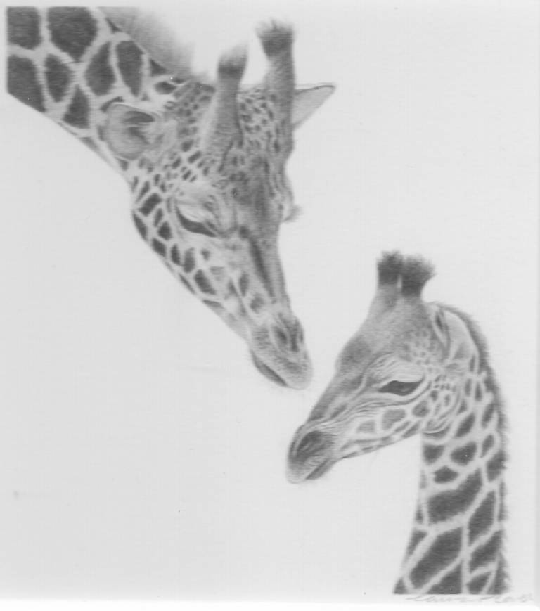 Giraffe Mother and Baby - Laura Pearse