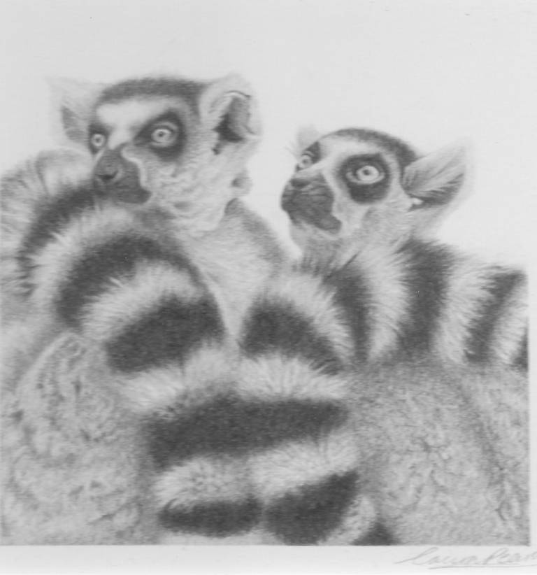 Lemurs - Laura Pearse