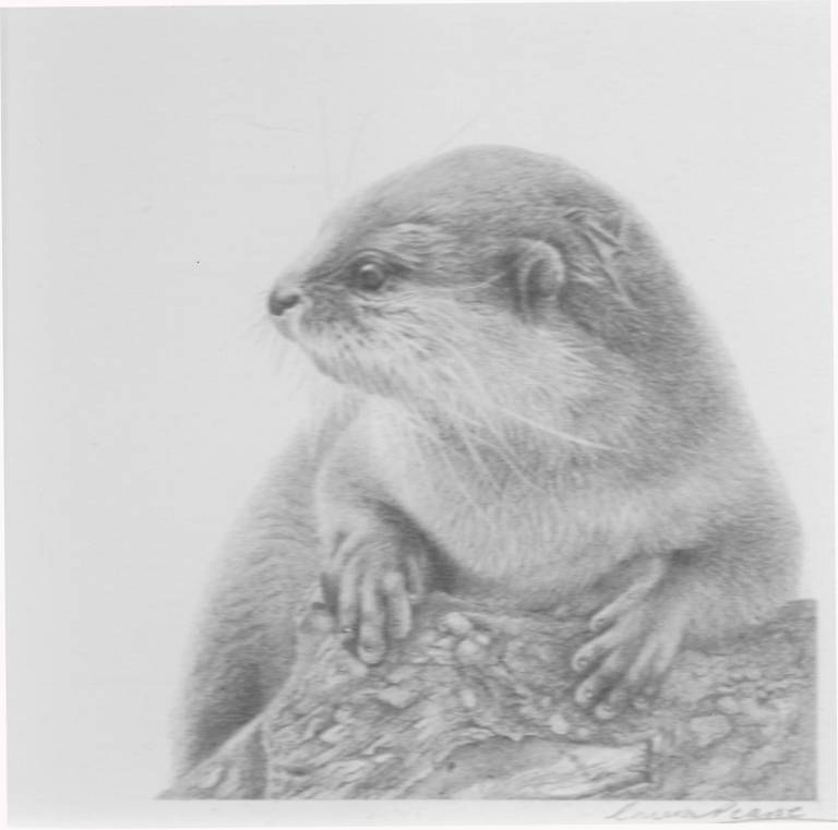 Otter - Laura Pearse