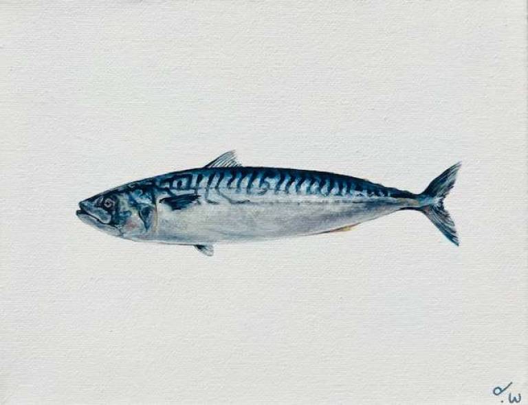 Solo Mackerel - Dominique Warren