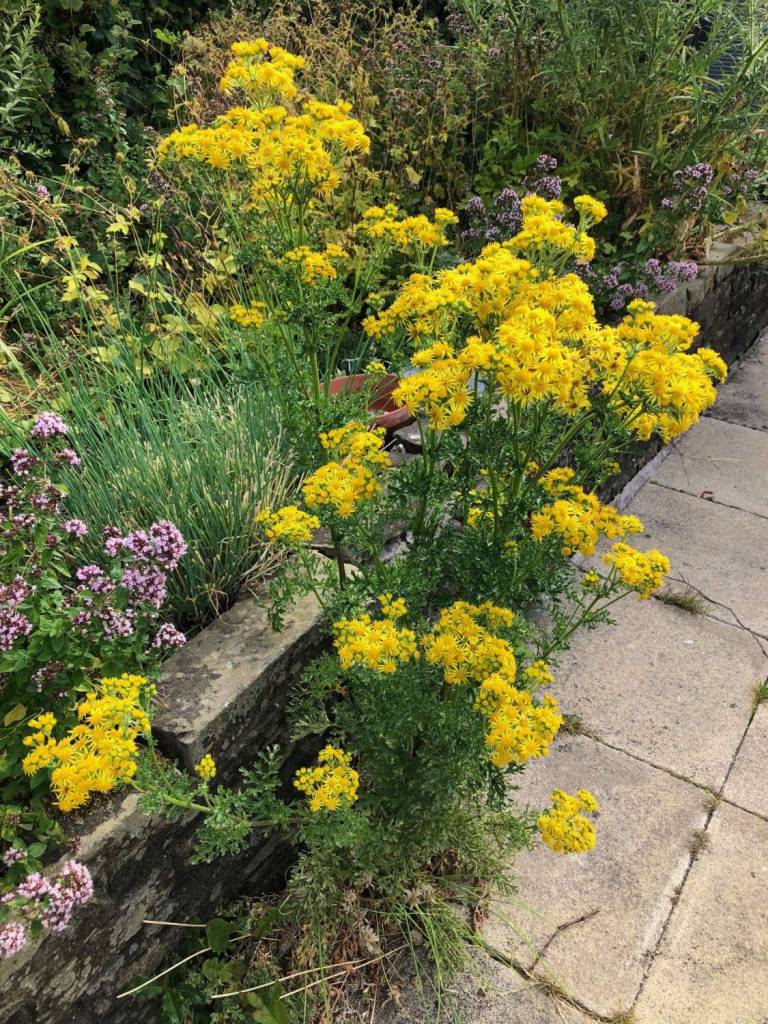 Garden Series - 