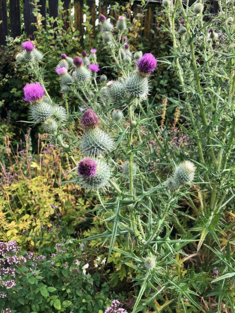 Garden Series - 