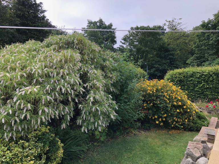 Garden Series - 