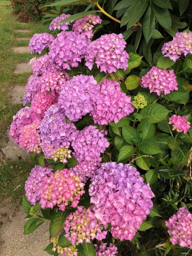 Garden Series - 