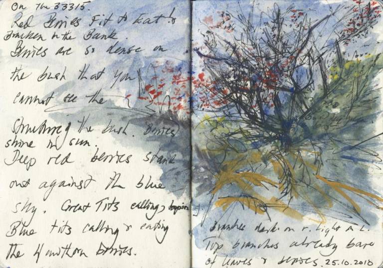 Landscape sketch book. Bending bush and berries - Sally Bassett