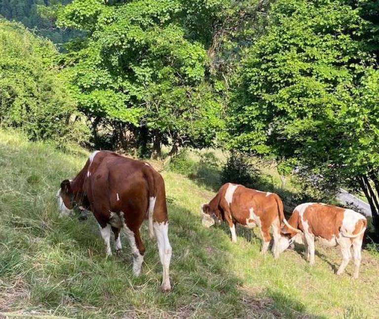 Cow Photo. - Sally Bassett