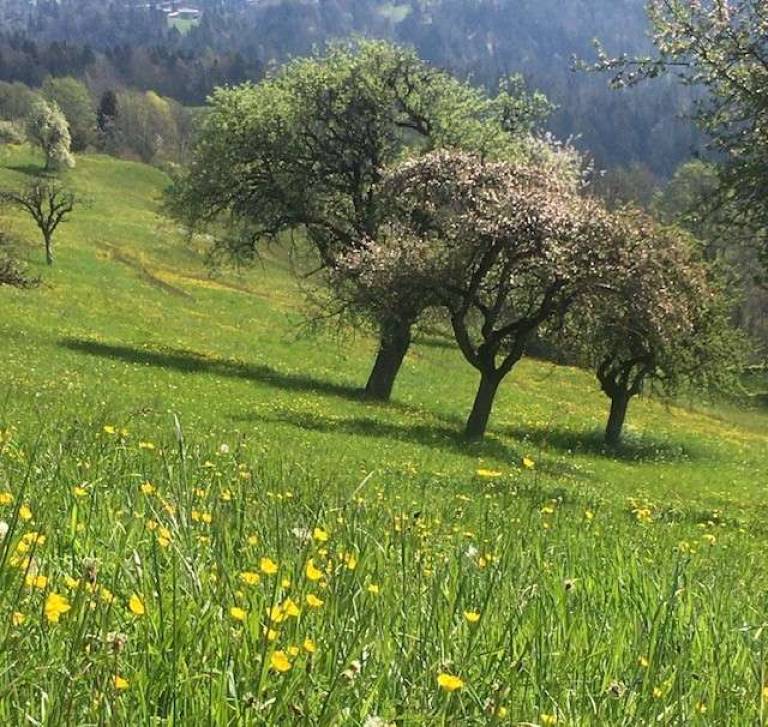 Apple Blossom Froth - Sally Bassett