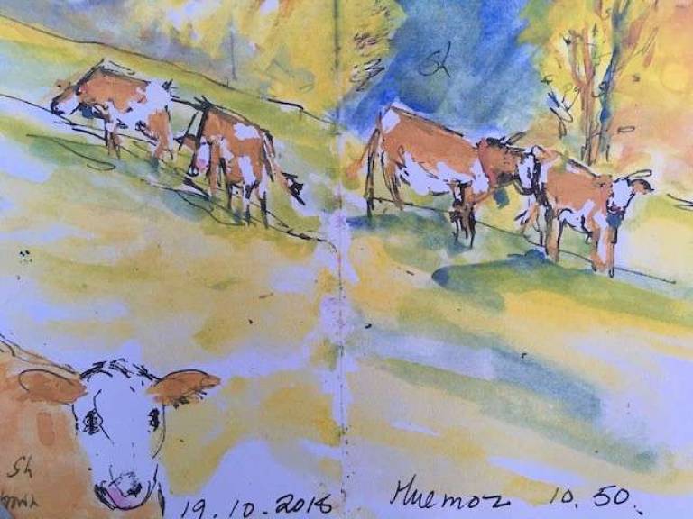 Cow sketch - Sally Bassett