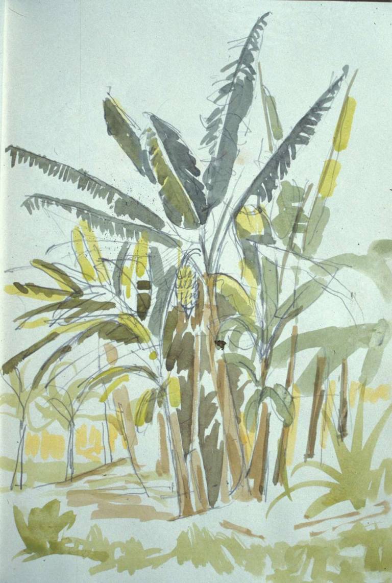 Banana Tree, Western Samoa 1992 - Tom Cross