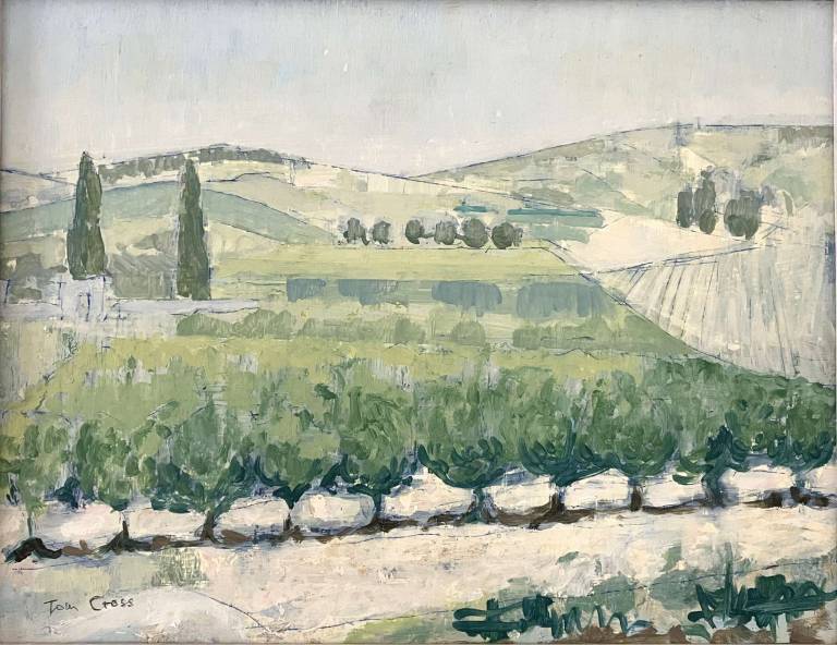 Olive trees, France 2000 - Tom Cross