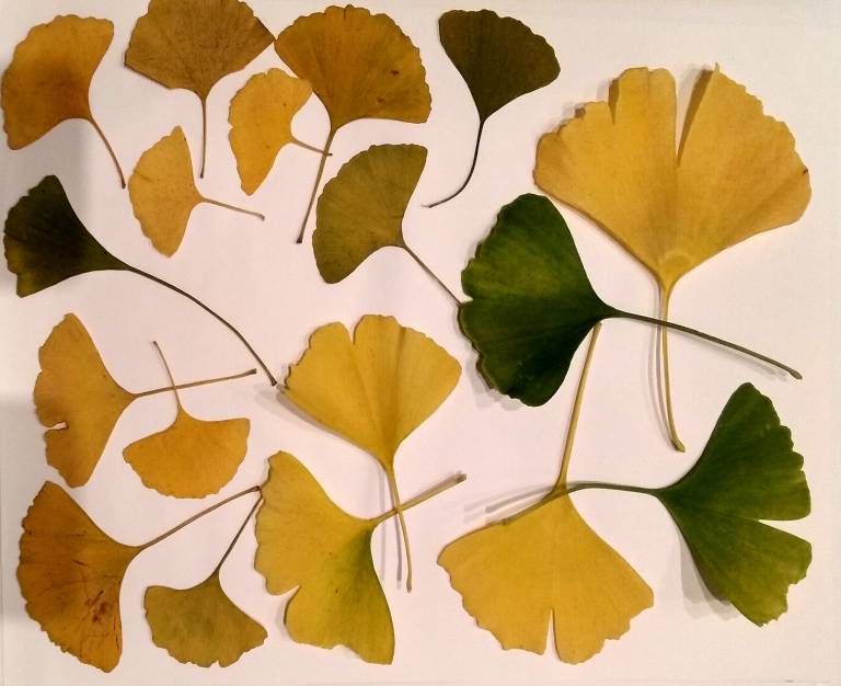 GINKGO GLASS - Sandra Menant