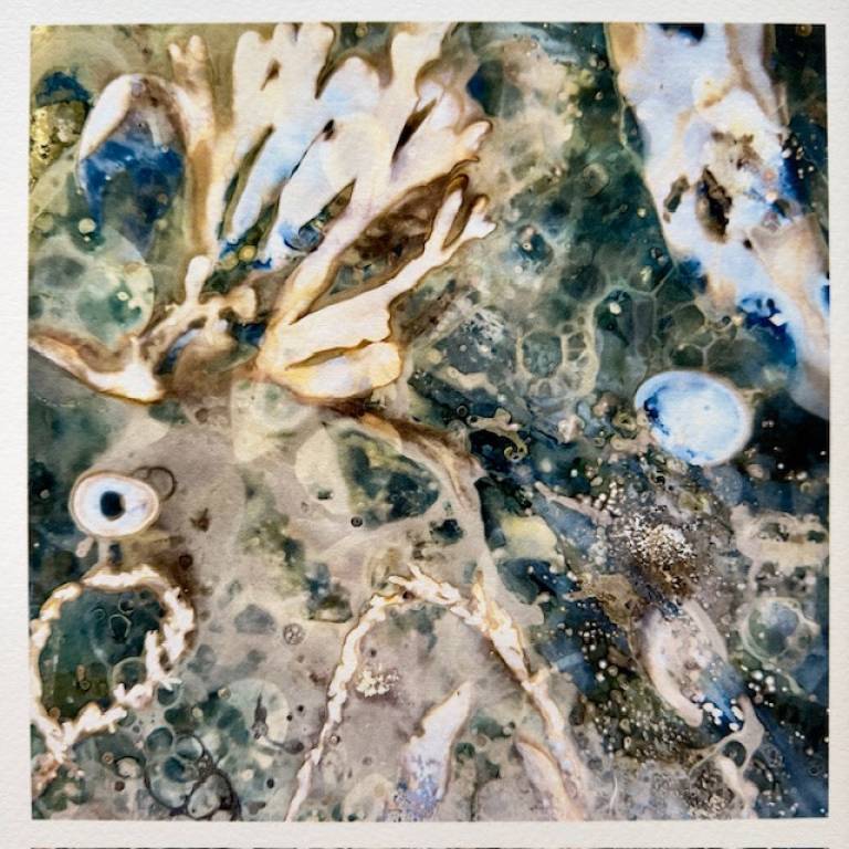 Beachcomber cyanolumen print 6 (square small) - Sharon Bruster