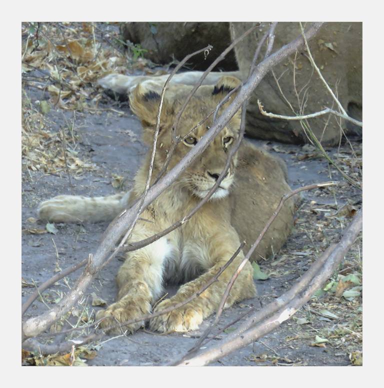 Lion Cub ,  Chobe National Park, Botswana - Neil Pittaway