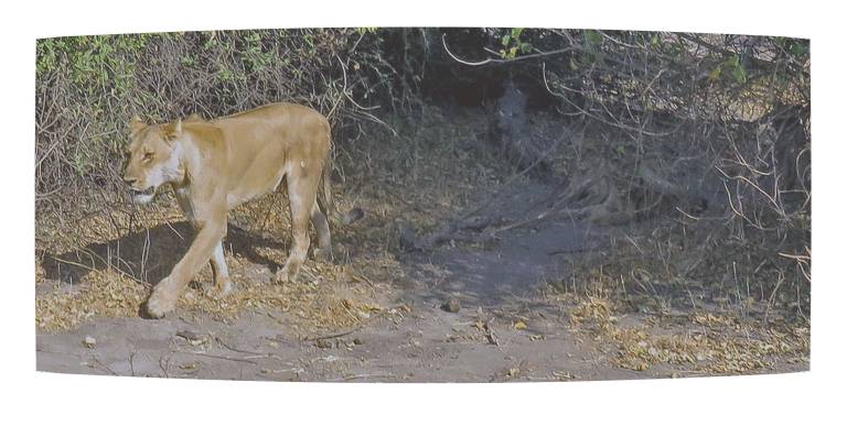 The Lioness, Chobe National Park, Botswana - Neil Pittaway