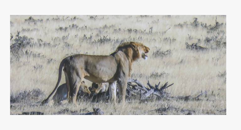 Male Lion, Etosha National Park, Namibia - Neil Pittaway
