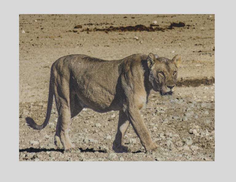 Etosha Lioness on the Prowl, Etosha National Park, Namibia - Neil Pittaway