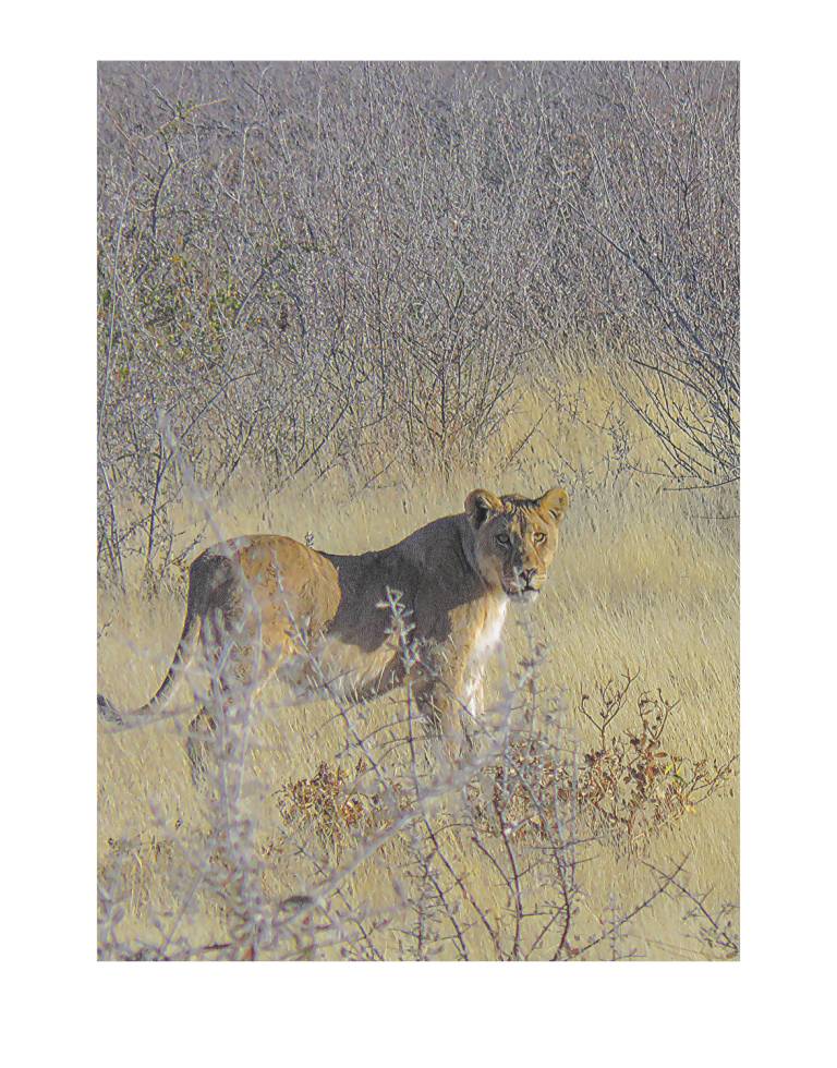 Lioness waiting, Etosha National Park, Namibia - Neil Pittaway