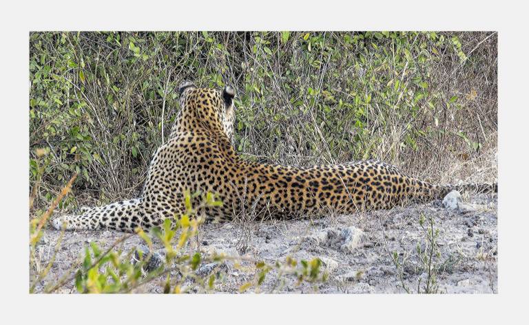 Chobe Leopard, Chobe National Park, Botswana - Neil Pittaway