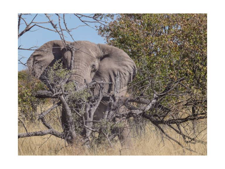 Elephant breaking a tree in Chobe National Park, Botswana - Neil Pittaway