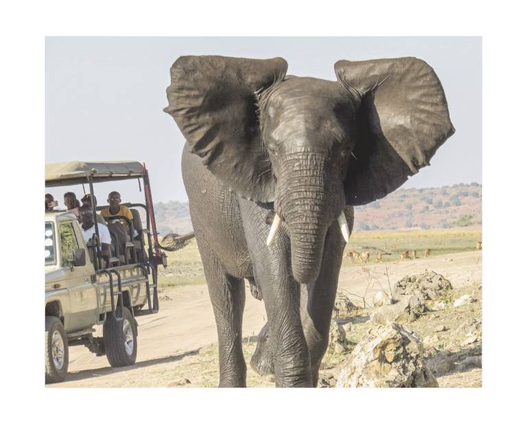 Elephant Safari, Chobe National Park, Namibia - Neil Pittaway