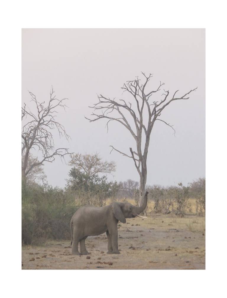 Elephant in Chobe, Chobe National Park, Botswana - Neil Pittaway