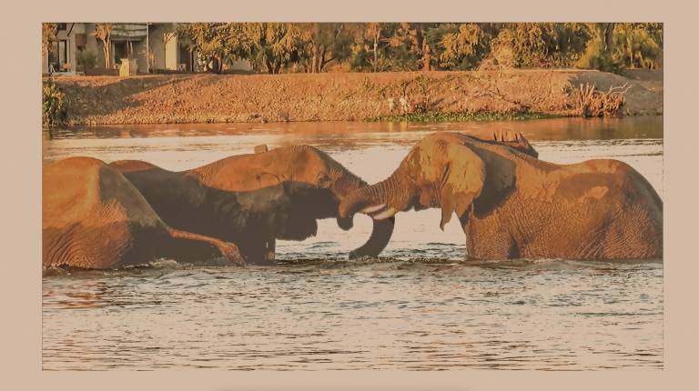 Elephants play fighting in the Zambezi River, Botswana - Neil Pittaway