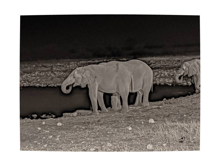 Elephants at Night Time at an Etosha Watering hole, Namibia - Neil Pittaway