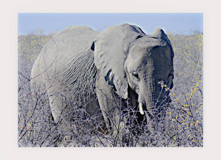 Elephant breaking trees, Chobe National Park, Botswana - Neil Pittaway