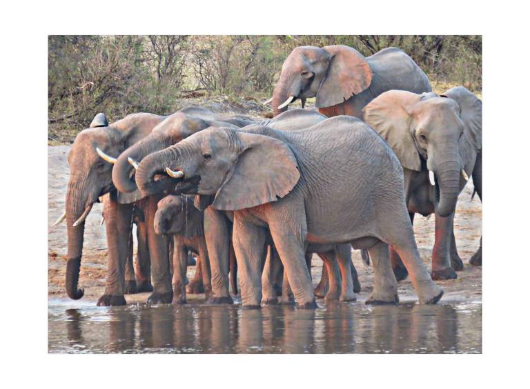 Elephants at the edge of the Okavango River, Namibia - Neil Pittaway