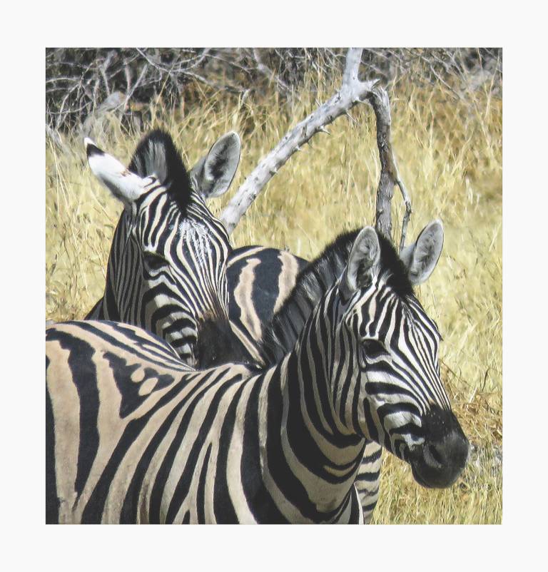 Two Zebras, Chobe National Park, Botswana - Neil Pittaway