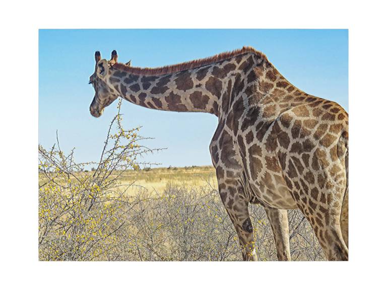 Giraffe taking a stretch, Chobe National Park, Botswana - Neil Pittaway