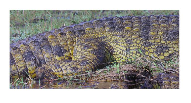 Crocodile in detail, Chobe National Park, Botswana - Neil Pittaway