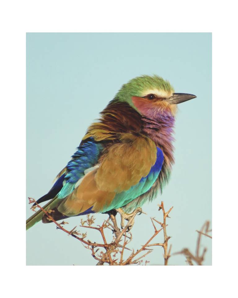 Blue Waxbill, Namibia - Neil Pittaway