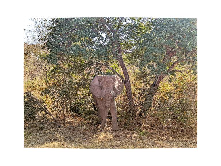 An Elephant  watching, Chobe National Park , Botswana - Neil Pittaway