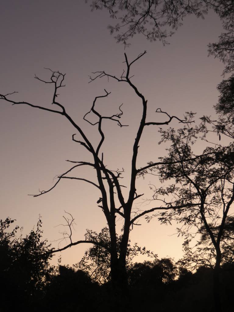 Trees , (Dusk in Chobe National Park), Botswana - Neil Pittaway