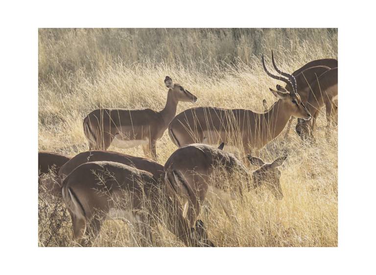 Greater Kudus in Etosha National Park, Namibia - Neil Pittaway