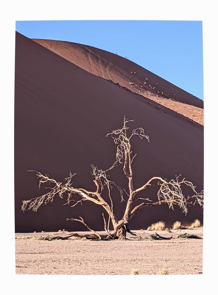A Skeletal Tree at Dune 45, Namibia - Neil Pittaway