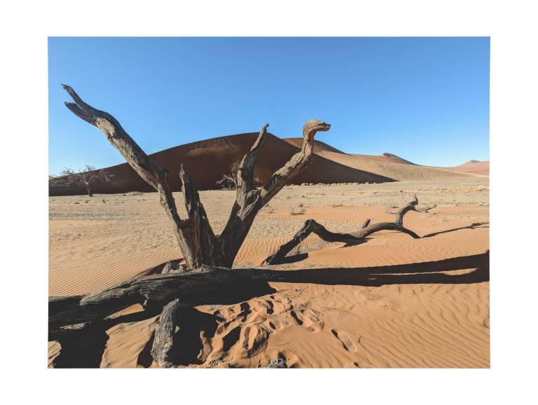Dead Tree near Dune 45, Namibia - Neil Pittaway