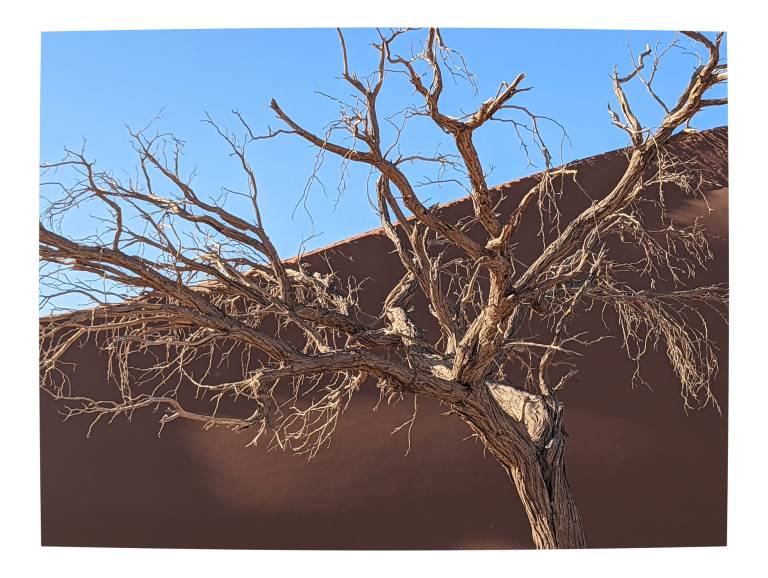 Camel Thorn Tree, at Dune 45 in Sossusvlei, Namibia - Neil Pittaway