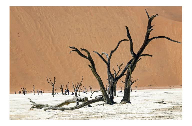 Amongst the  Camel Thorn Trees at Deadvlei, Namibia - Neil Pittaway