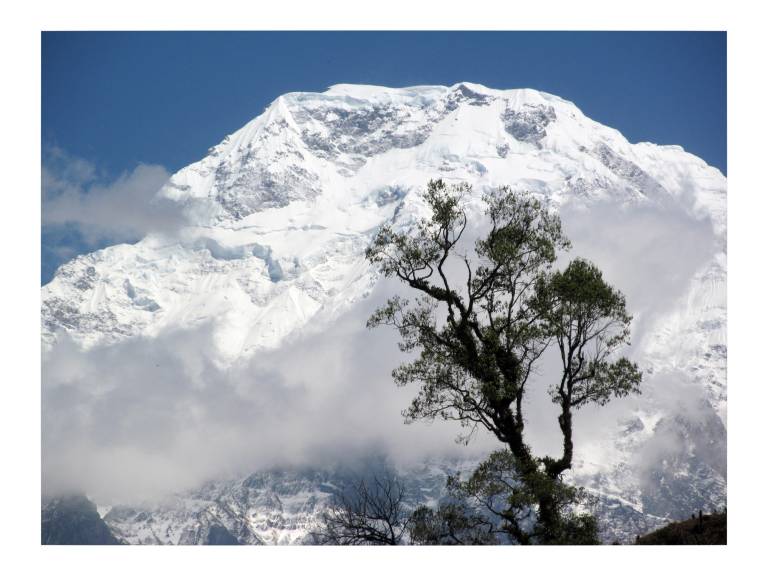 Mountain Tree, Annapurnas, Nepal - Neil Pittaway