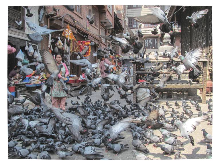 Kathmandu Pigeons, Nepal - Neil Pittaway