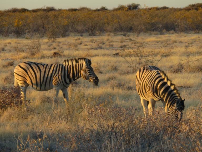 Two zebras at Chobe National Park, Botswana - Neil Pittaway