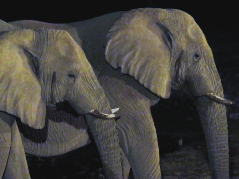 Two Elephants side by side at night, Etosha National Park, Namibia - Neil Pittaway
