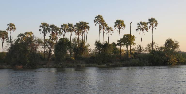 Palms on the Zambezi River near the Victoria Falls, Zimbabwe - Neil Pittaway