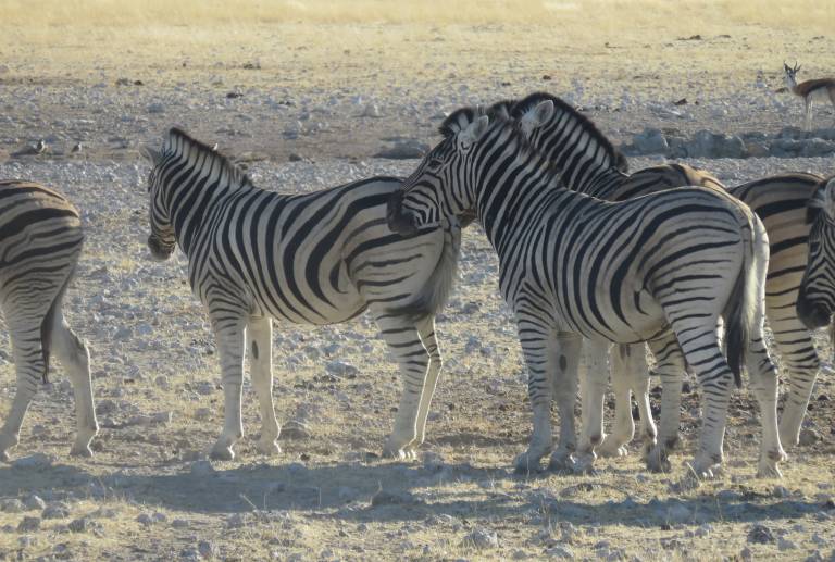 zebras together,  Etosha National Park, Namibia, Africa - Neil Pittaway