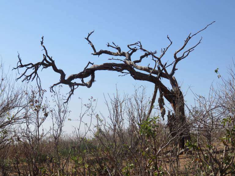 Chobe Trees, Chobe National Park, Botswana, Africa - Neil Pittaway