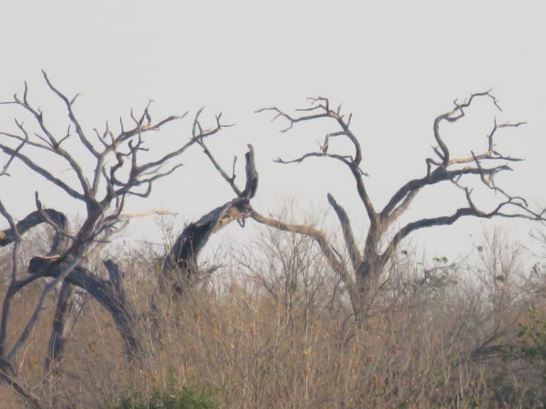 Tree shapes in Botswana - Neil Pittaway